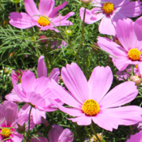 Cosmos Bipinnata & Garden Cosmos Seeds