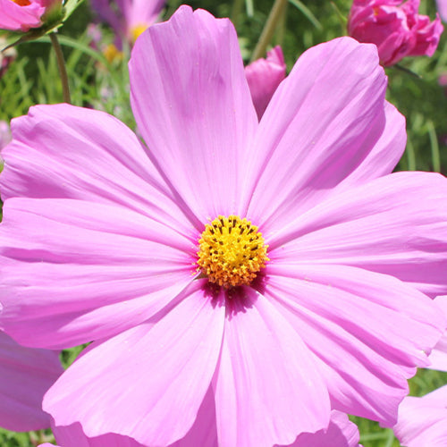 Cosmos Bipinnata & Garden Cosmos Seeds