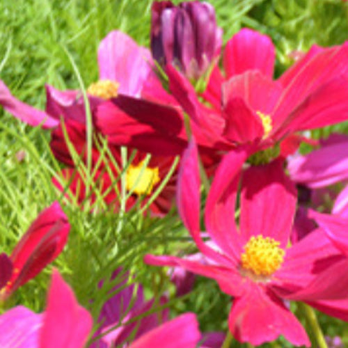 Cosmos Bipinnata & Garden Cosmos Seeds