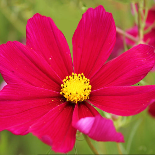 Cosmos Bipinnata & Garden Cosmos Seeds