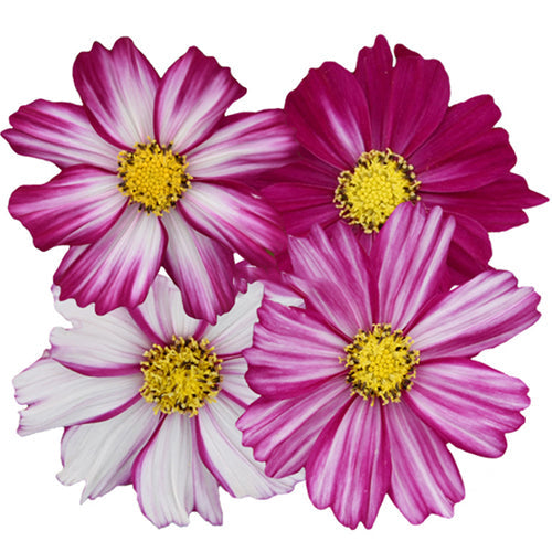 Cosmos-Bipinnata-Garden-Cosmos-Seeds