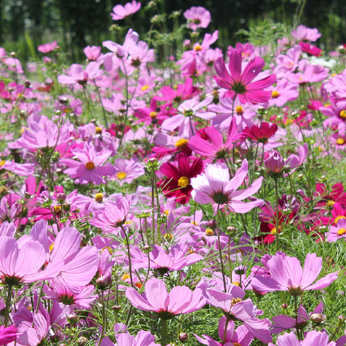 Cosmos Bipinnata & Garden Cosmos Seeds