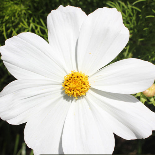 Cosmos Bipinnata & Garden Cosmos Seeds