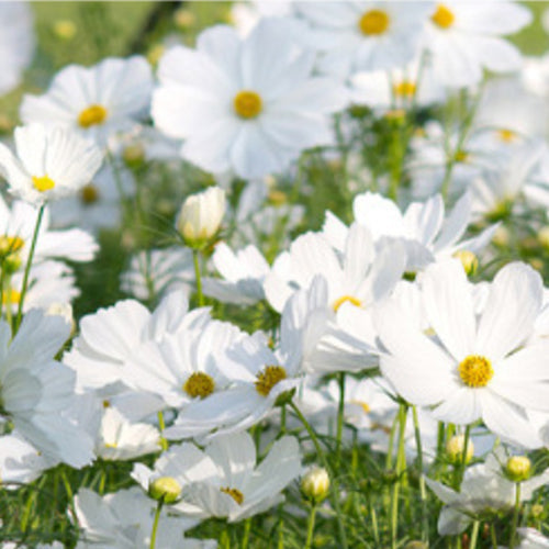 Cosmos Bipinnata & Garden Cosmos Seeds