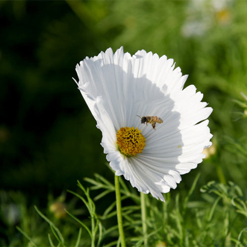 Cosmos-Bipinnata-Seeds