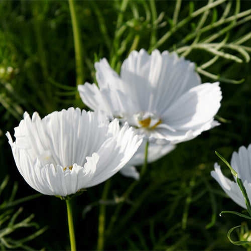 Cosmos-Bipinnata-Seeds