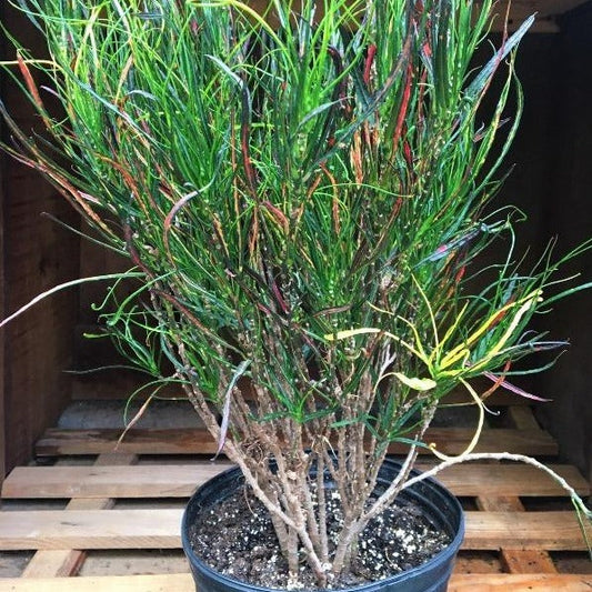 Croton Picasso Paintbrush Plant for Sale Online