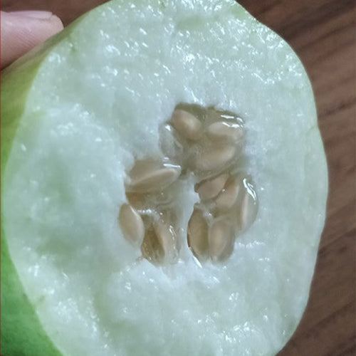 Cucumis-Melo-Snake-Melon-Seeds