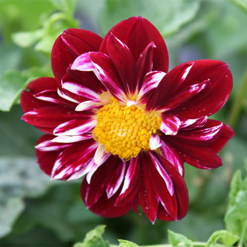 Dahlia-Variabilis-Dahlia-Seeds