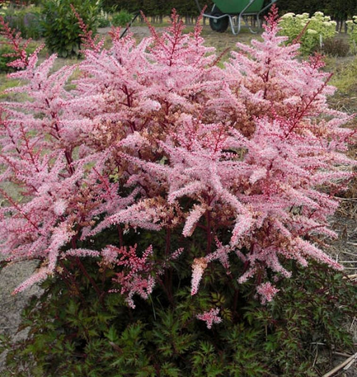 Delft Lace Astilbe planted in a woodland shade garden with lacy fern-like leaves