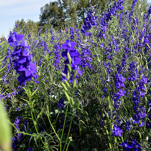 Delphinium-Consolida-Larkspur-Seeds