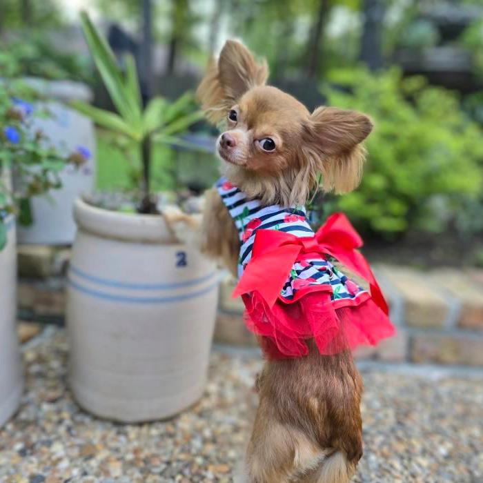 cherry-stripes-dog-dress1