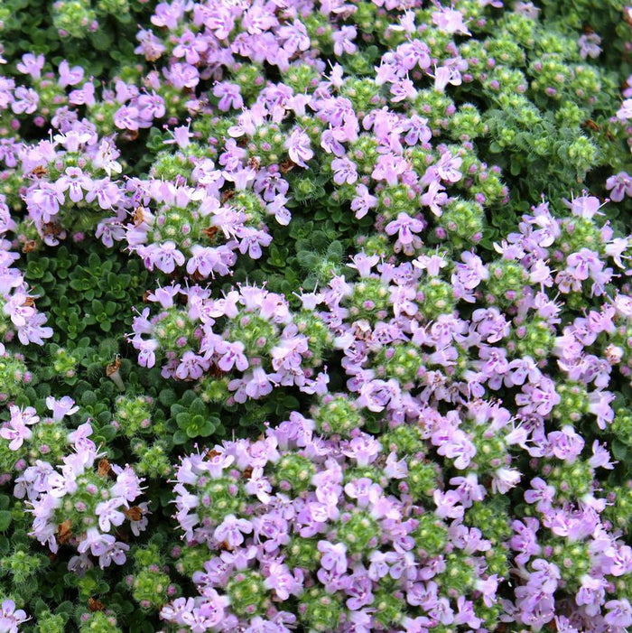 Elfin Thyme growing as a low fragrant groundcover with tiny green leaves between pavers