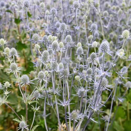 Eryngium-Seeds