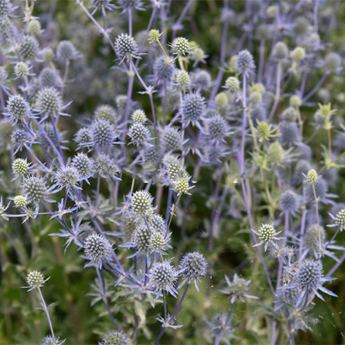 Eryngium-Seeds