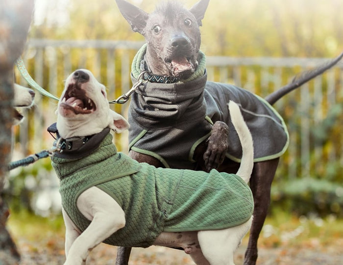Two dogs wearing green coats in an outdoor setting with blurred background