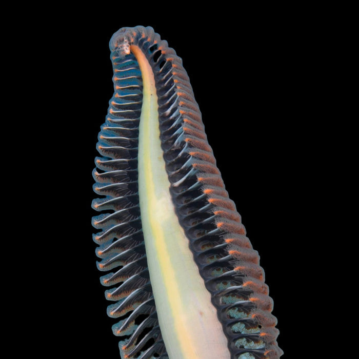 Feather Seapen (2-3") a