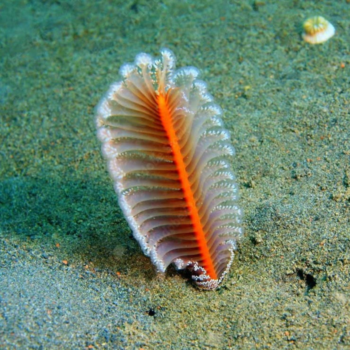 Feather Seapen (2-3") b