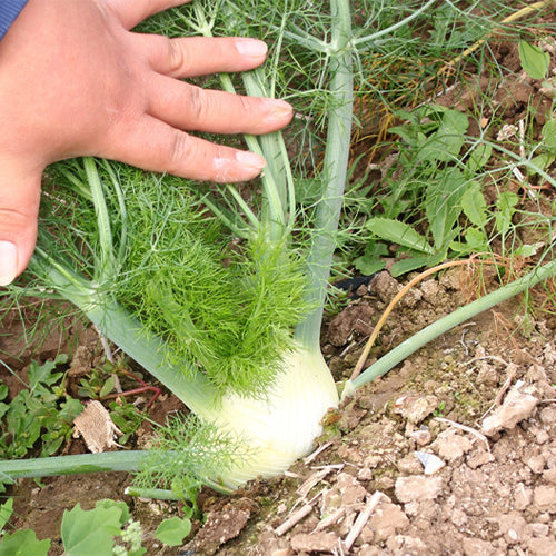 Florence-Fennel-Foeniculum-vulgare-Seeds