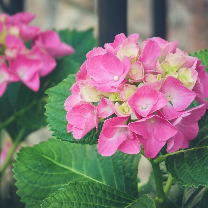 Forever Pink Hydrangea Shrub with Round Mounds and Pink Blooms
