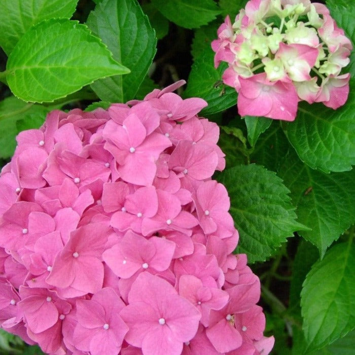 Forever Pink Hydrangea Deciduous Shrub Holds Its Pink Color Through the Season