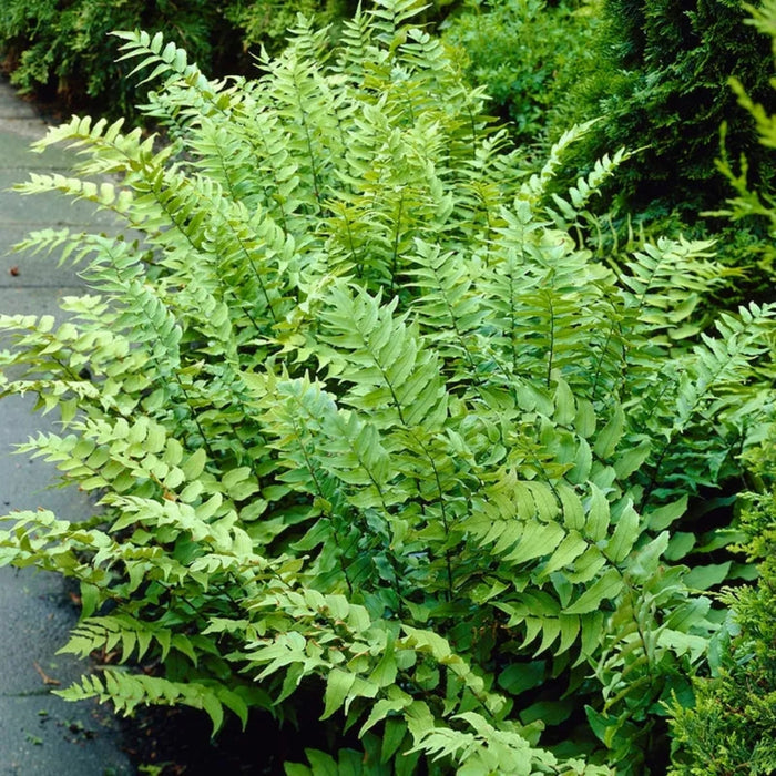fortunes holly fern growing as a shaded border plant in a woodland garden