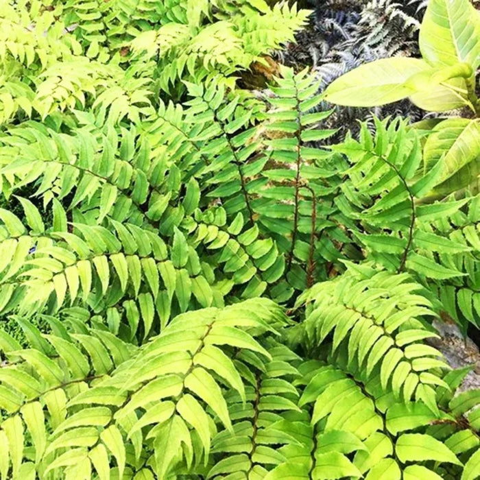 vibrant green foliage on Fortune's Holly Fern