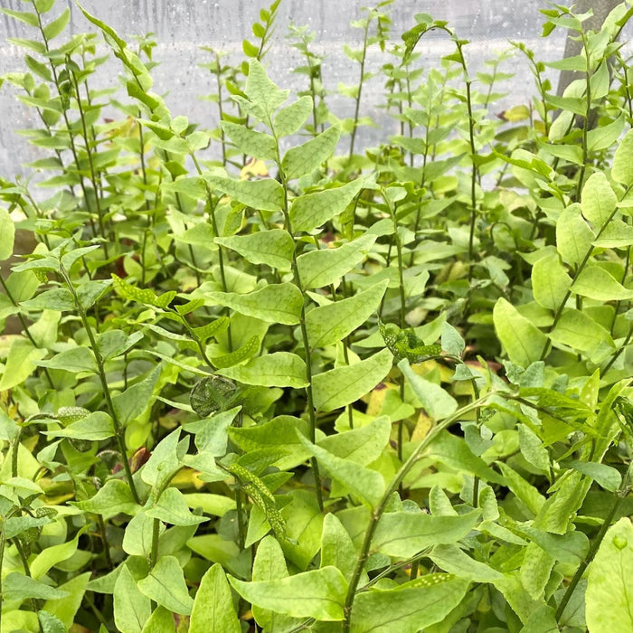 close up view of unique fronds on Fortune's Holly Fern