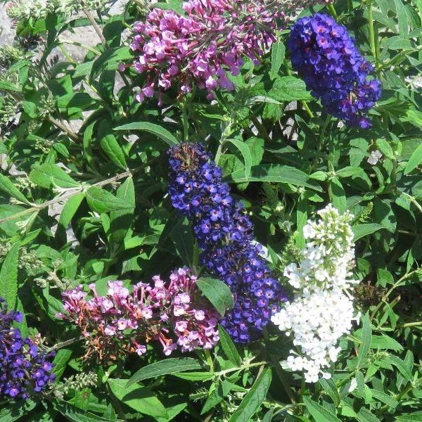 Fourth of July Butterfly Bush with Repeating Tri Color Blooms
