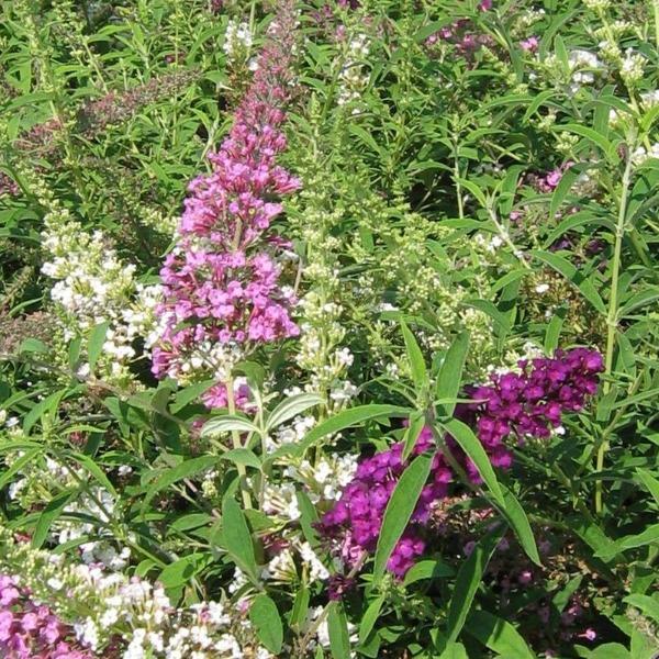 Long Spikes of Clustered Blooms of Fourth of July Butterfly Bush Flowering Shrub
