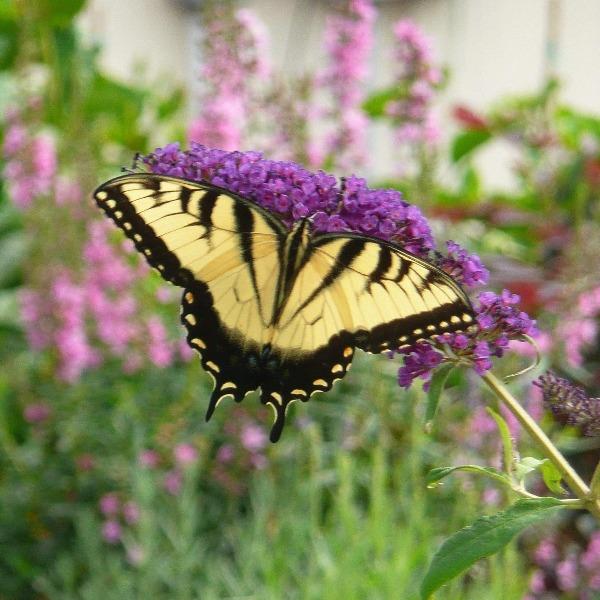 Fourth of July Butterfly Bush with Purple Flowers Attracting Pollinators in Garden