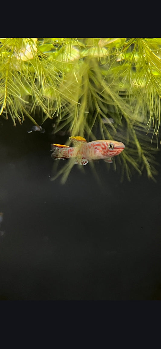 Gardneri Kilifish "steel blue"