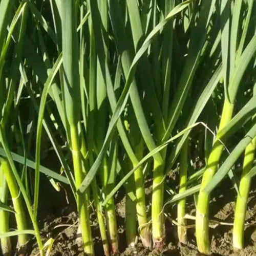 Garlic Sprout Seeds