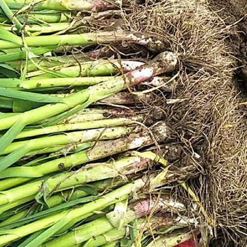 Garlic Sprout Seeds