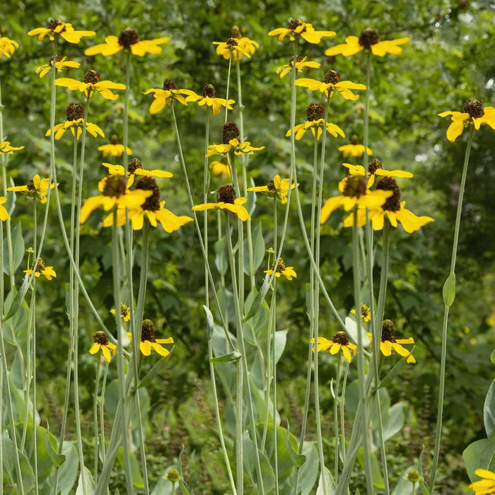 Close-up of Rudbeckia maxima flowers showing drooping yellow petals and tall dark brown cones