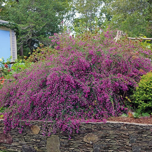 Gibraltar Pink Bush Clover cascading over a retaining wall with late summer flowers