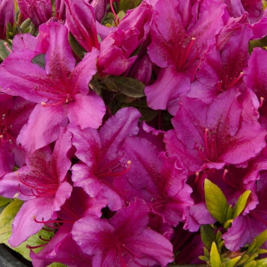 Mature blooms of Azaleas Girards Fuchsia