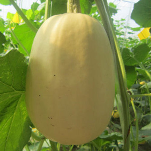 Golden Gourd & Golden Melon Seeds