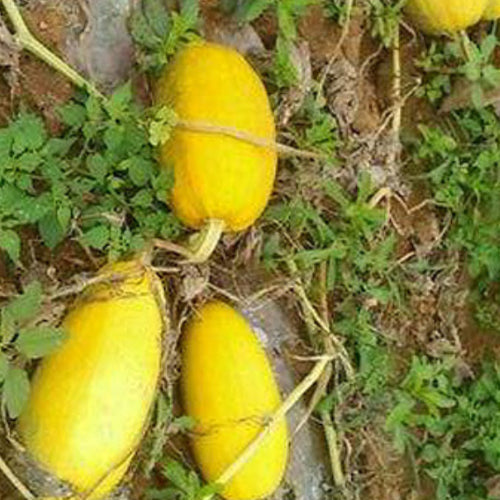 Golden Gourd & Golden Melon Seeds