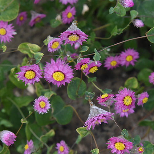 Helipterum-Manglesii-Pink-Sunray-Seeds