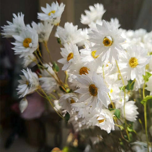 Helipterum-Manglesii-Pink-Sunray-Seeds