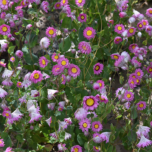 Helipterum-Manglesii-Pink-Sunray-Seeds