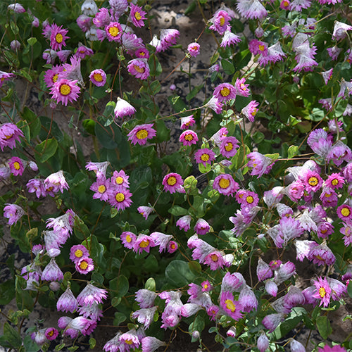 Helipterum-Manglesii-Pink-Sunray-Seeds