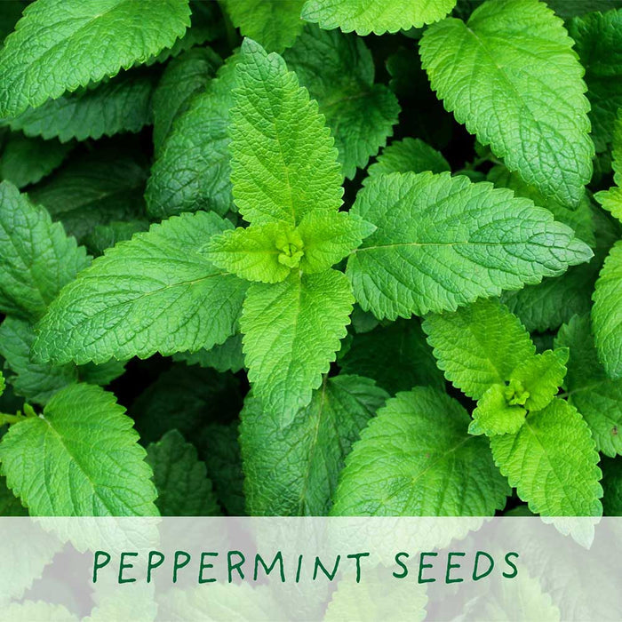 Peppermint