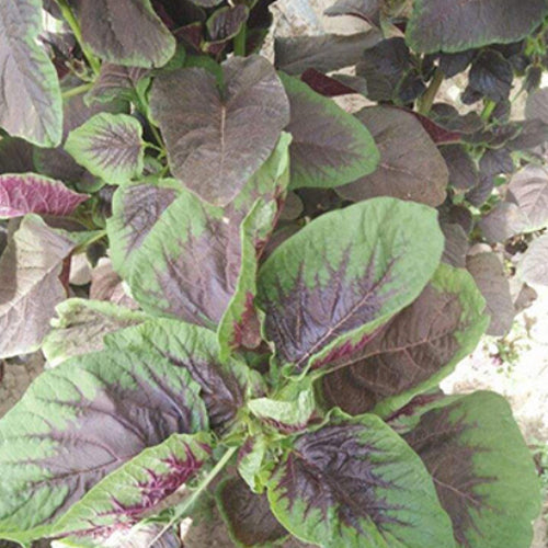 Hsien Tsai & Amaranth Seeds