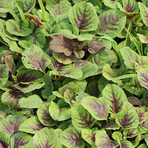 Hsien Tsai & Amaranth Seeds