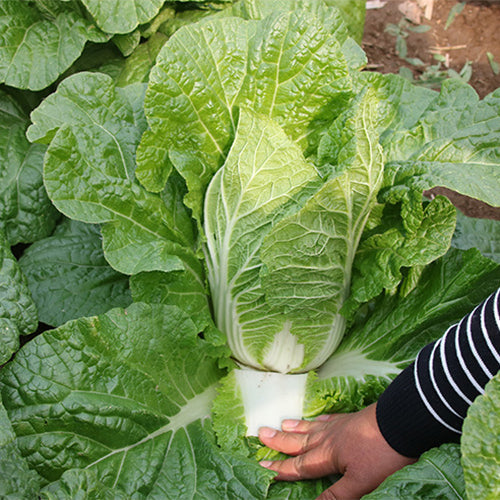 Hybrid-F1-Baby-Chinese-Cabbage-Seeds
