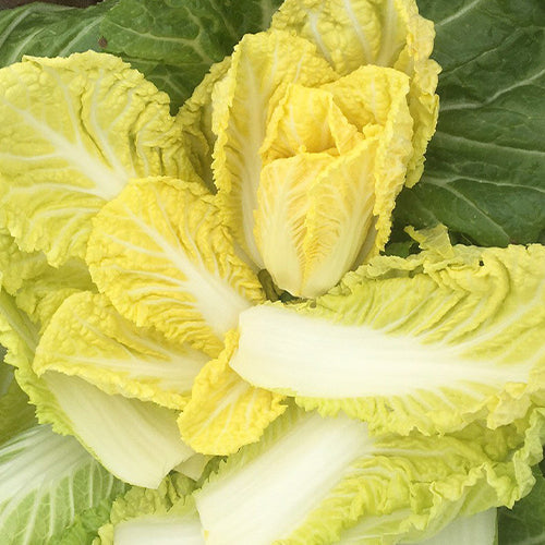 Hybrid-F1-Baby-Chinese-Cabbage-Seeds