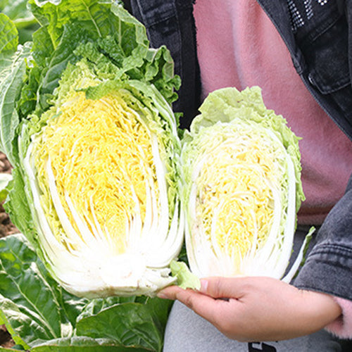 Hybrid-F1-Baby-Chinese-Cabbage-Seeds