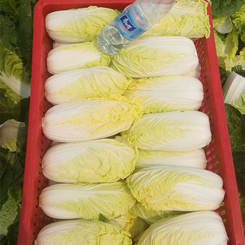Hybrid-F1-Baby-Chinese-Cabbage-Seeds